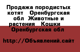 Продажа породистых котят - Оренбургская обл. Животные и растения » Кошки   . Оренбургская обл.